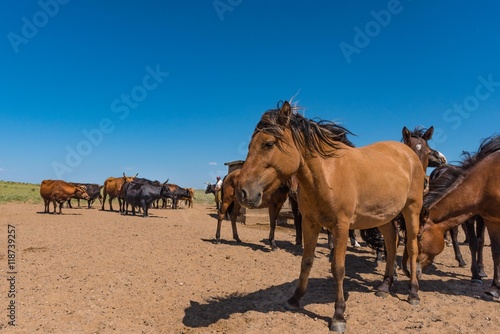 Pferde und Rinder in der mongolischen Steppe