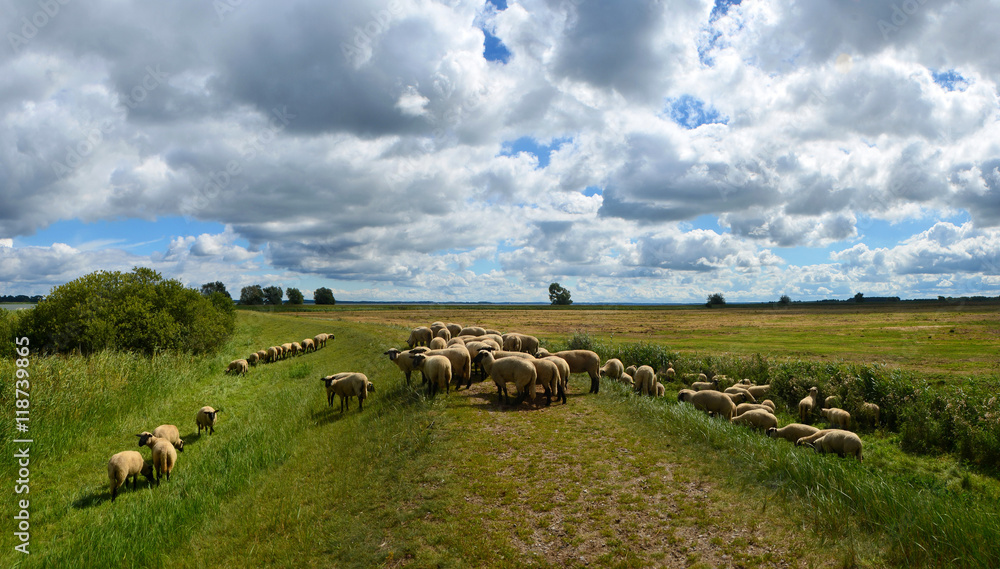 Obraz premium schafherde