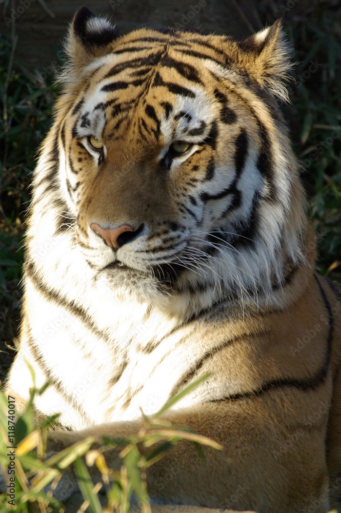 Fototapeta premium Tygrys Amurski