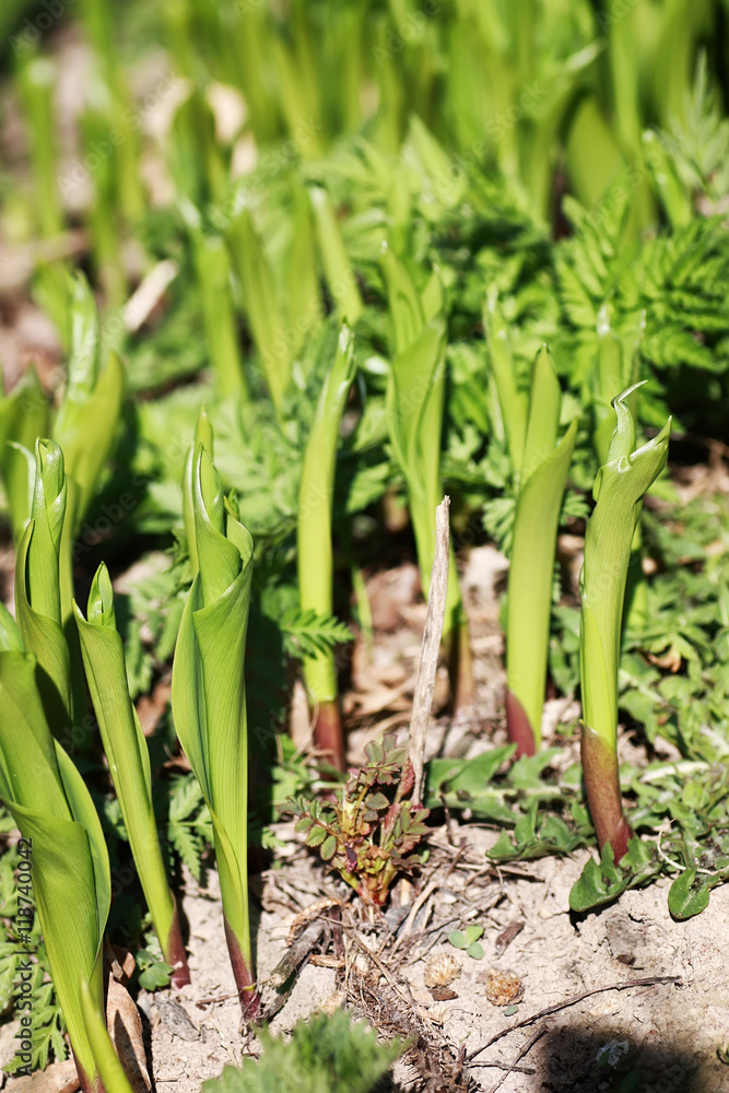 Obraz premium wild spring flower in a field