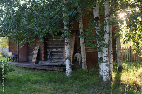 birch and grass on sunset countryside