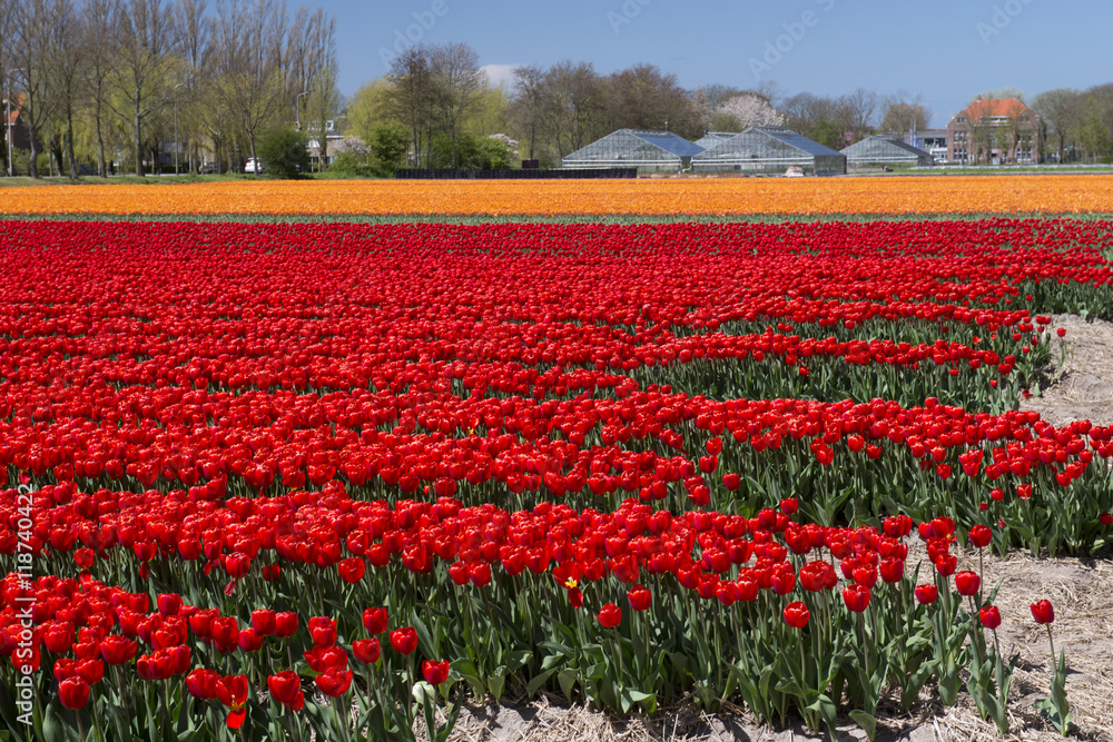 Tulip Culture,  Netherlands