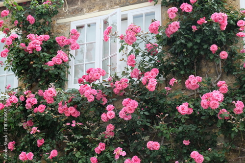Roses around a cottage window, Beaminster, Dorset © rachaelrkr