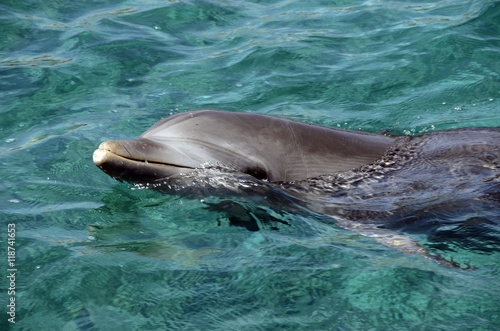 Dolphins in Caribbean Sea water