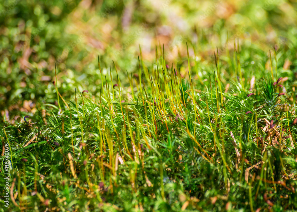 Green moss bryophyte detail macro forest woods wild nature texture background Green moss bryophyte detail macro forest woods wild nature texture background