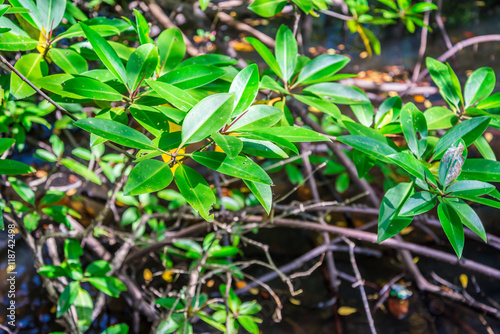 Close up mangrove leaves in sunny day - Green nature or save environmental concept.