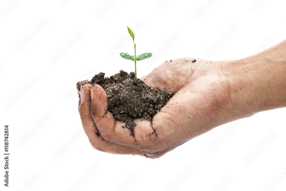 Seedling in hand Seedling in hand