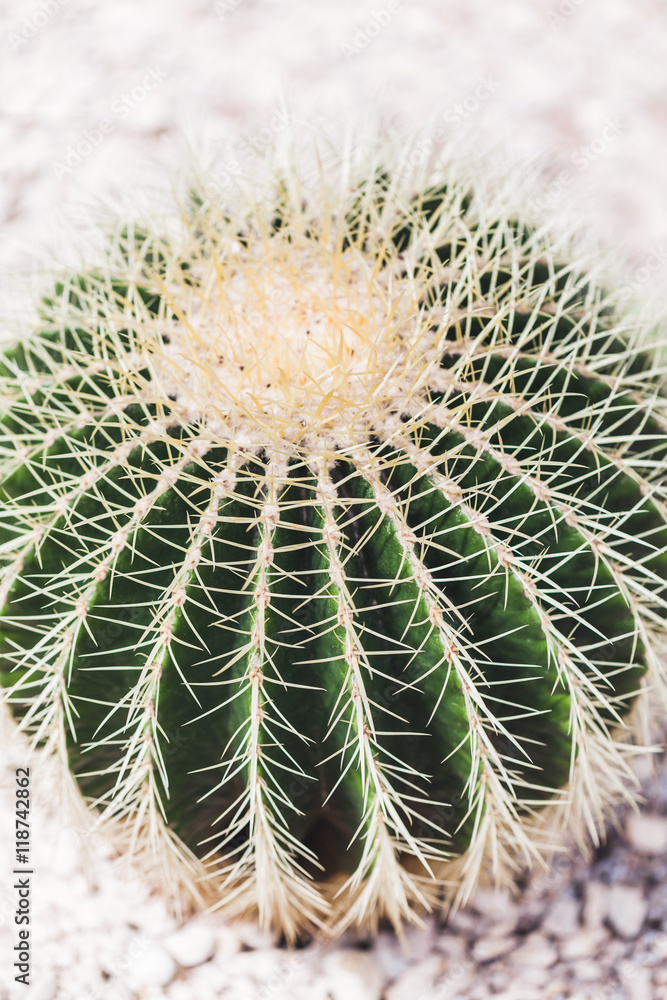 Closeup cactus in the garden Closeup cactus in the garden