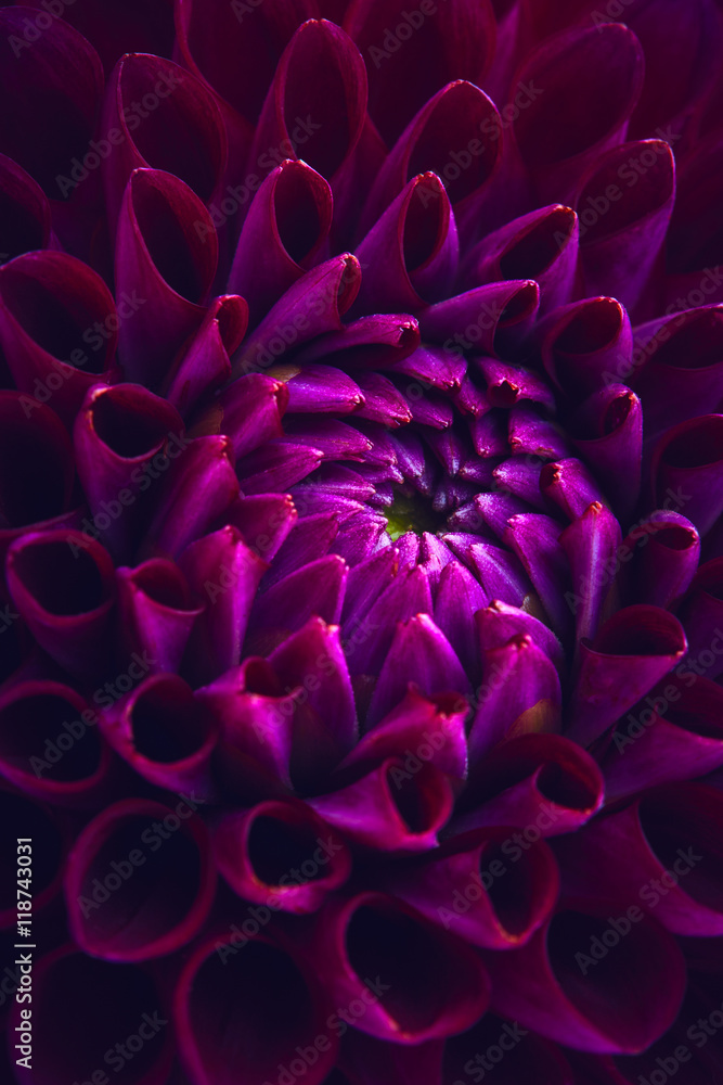 Beautiful purple dahlia