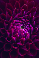 Keuken achterwand Dahlia Paarse dahlia in volle bloei  © Nik_Merkulov