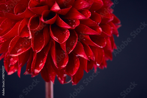 Fototapeta Naklejka Na Ścianę i Meble -  Dahlia with drops of water