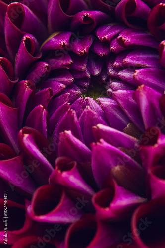 Fotografie Purple dahlia close up