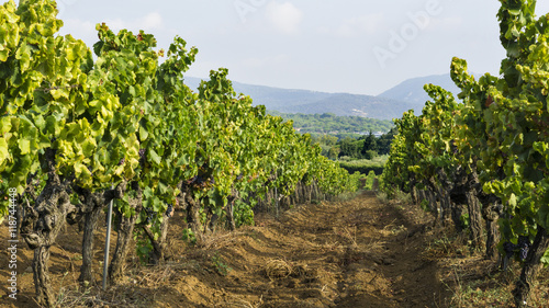 Grapes in the vineyard