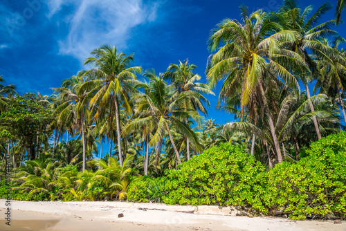 Coconut palm tree on tropical beach - Travel summer beach holiday vacation concept.  © pla2na