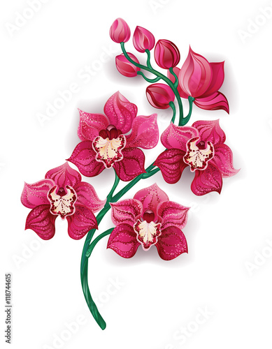 Fototapeta Naklejka Na Ścianę i Meble -  bright pink orchid