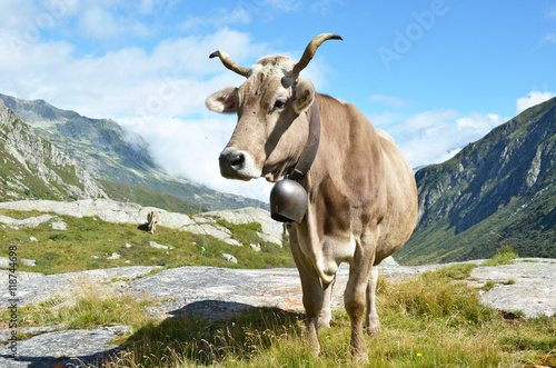 Swiss cows at Gotthard pass. Switzerland