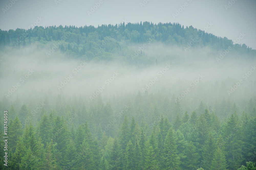 Fototapeta premium thick morning fog in the summer forest.