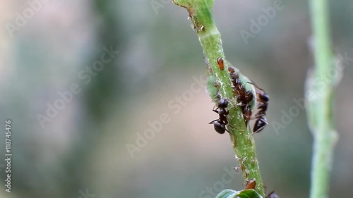 Ants on a stalk of grass in the garden photo