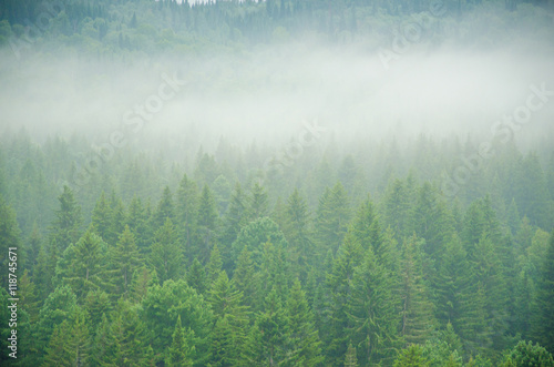 thick morning fog in the summer forest. © efimenkoalex