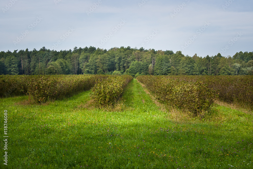 Plantacja czarnej porzeczki