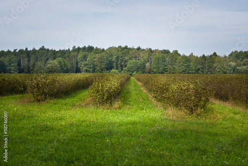 Obraz na płótnie Plantacja czarnej porzeczki w salonie