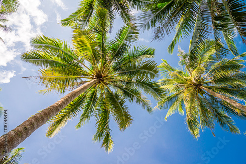 Coconut palm tree with blue sky sunny day background - travel summer holiday concept.