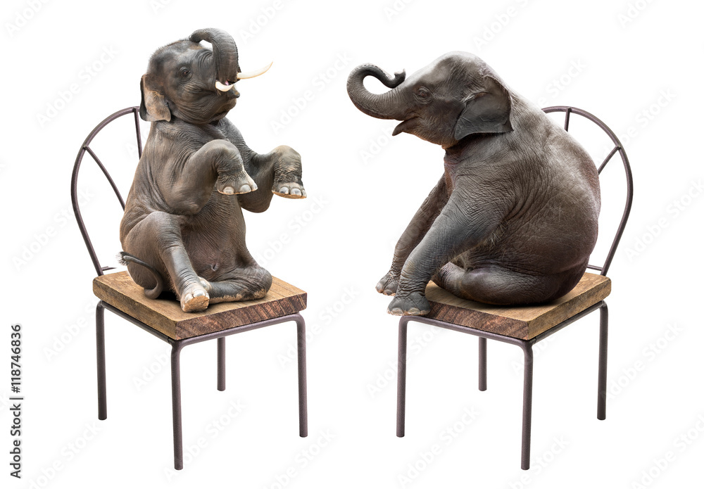 Fototapeta premium Elephant sitting on chair