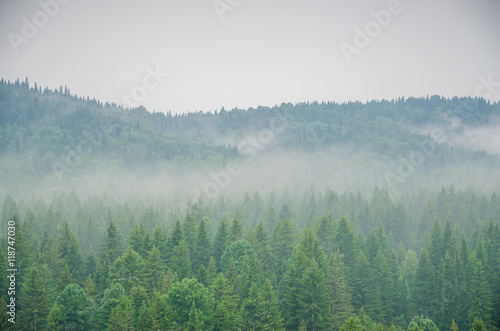 thick morning fog in the summer forest.