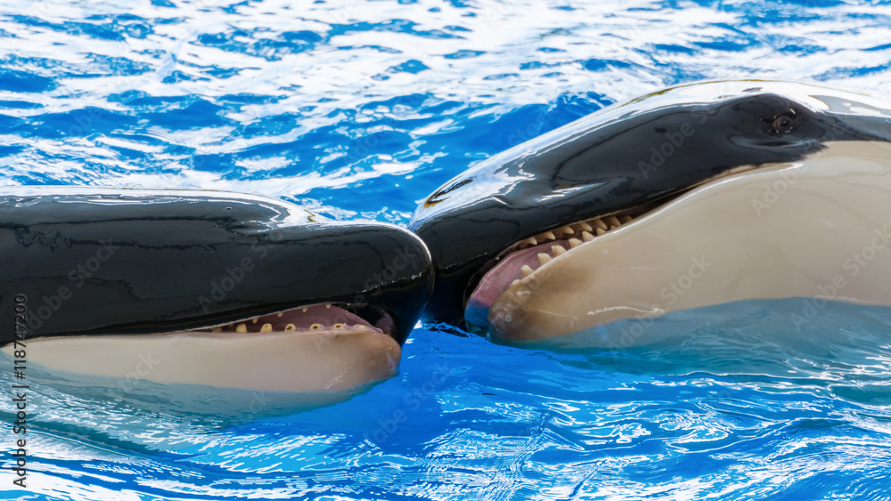 Fototapeta premium Killer whales playing together in the water