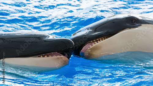 Killer whales playing together in the water