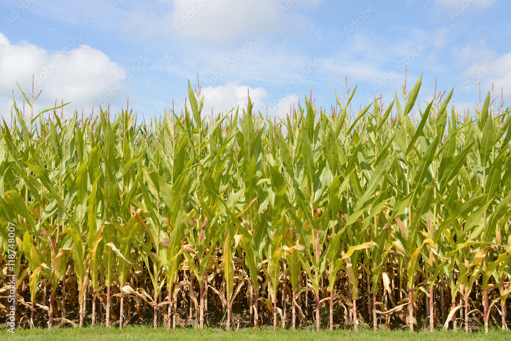 Field with maize plants Field with maize plants