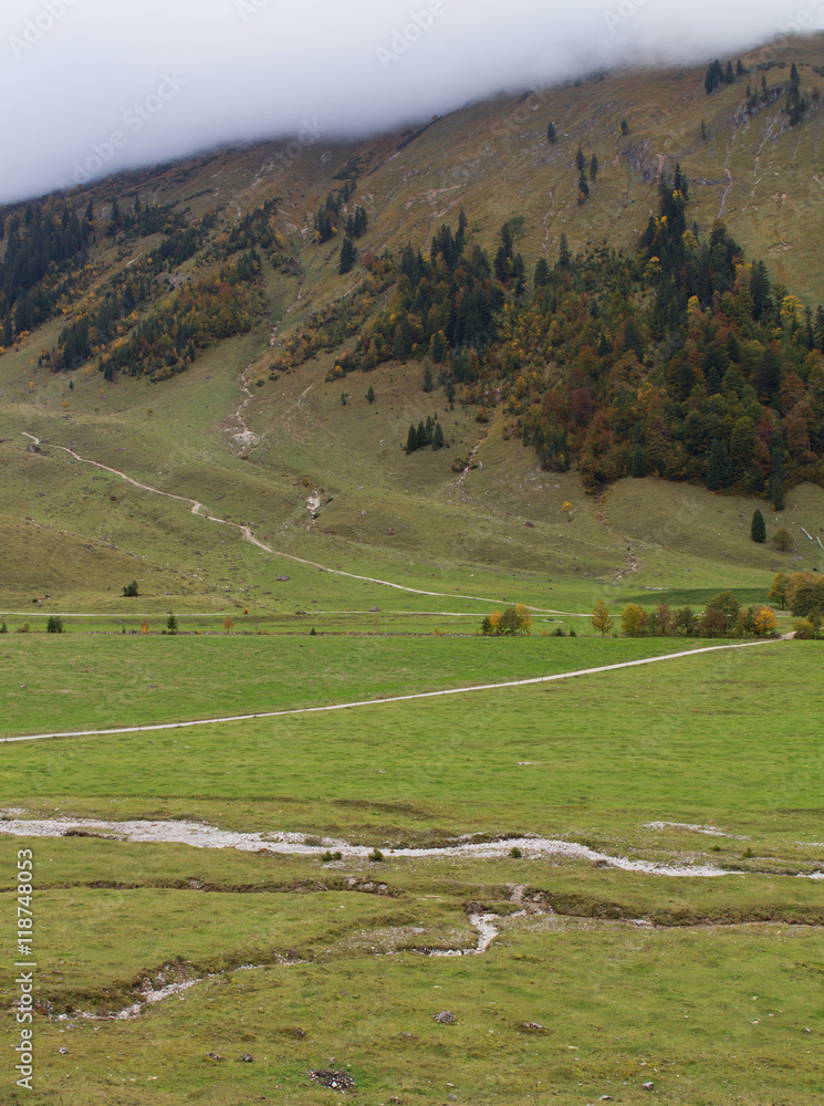 Obraz premium maple tree.