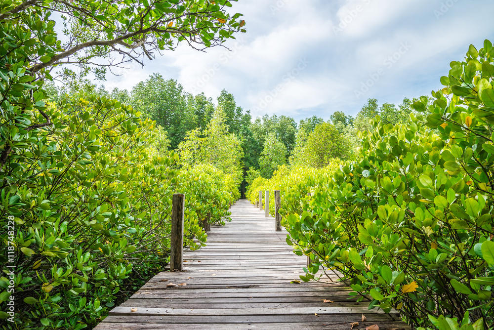 Long wood bridge in mangrove forest - Travel holiday or save the earth concept.