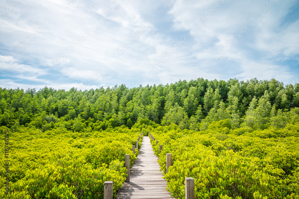 Long wood bridge in mangrove forest - Travel holiday or save the earth concept.