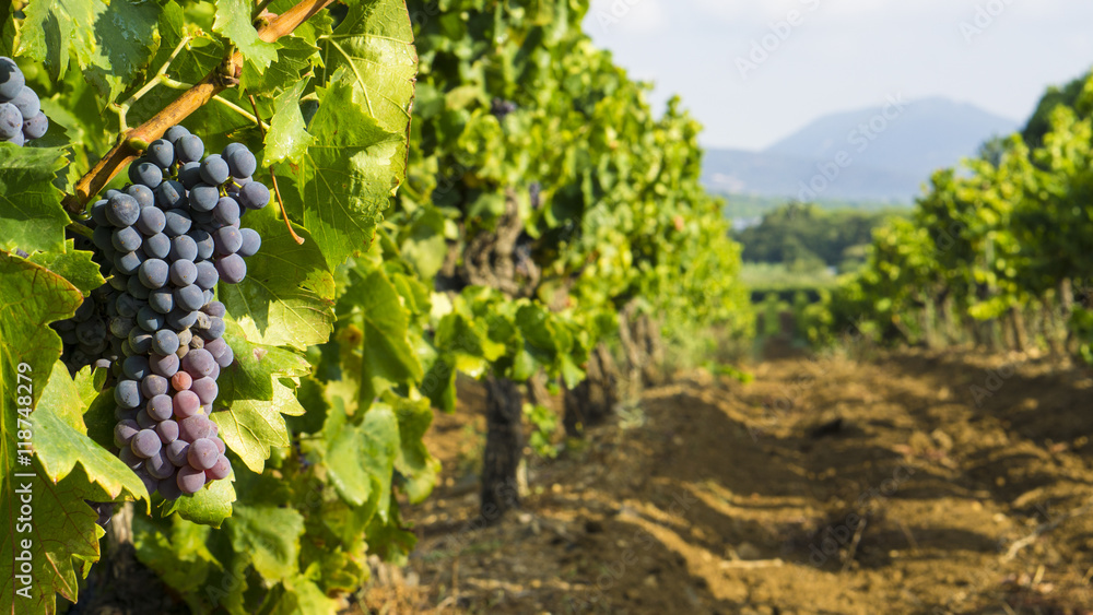  Grapes in the vineyard - obrazy, fototapety, plakaty 