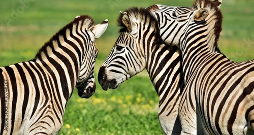 Fototapeta Naklejka Na Ścianę i Meble -  Close up of a playful group of Zebras