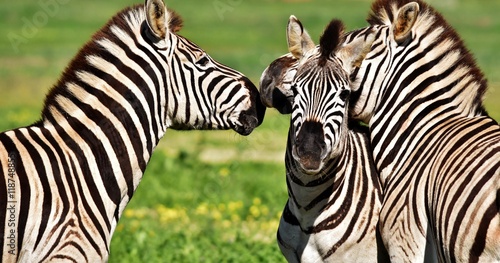 Close up of a playful group of Zebras