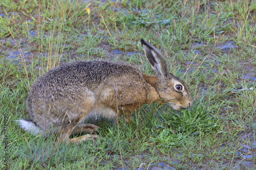 Feldhase beim fressen © Karin Jähne