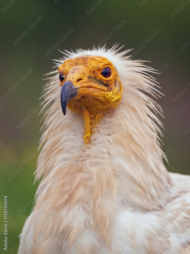 Egyptian vulture (Neophron percnopterus) Egyptian vulture (Neophron percnopterus)