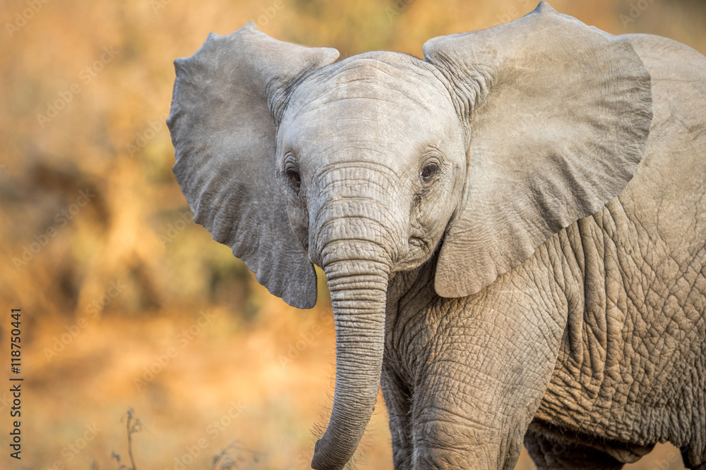 Obraz premium A starring young Elephant.