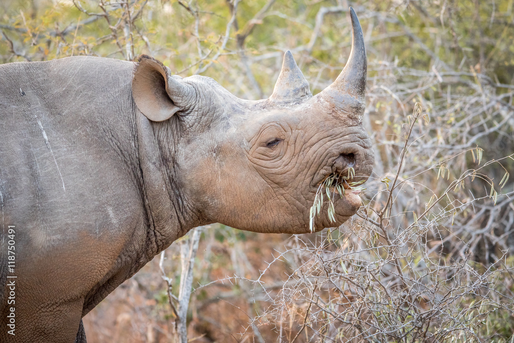 Fototapeta premium Eating Black rhino in the Kruger.
