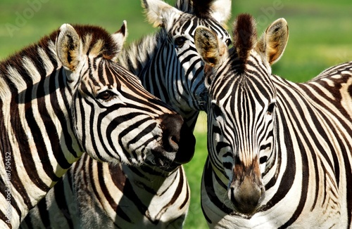 Fototapeta Naklejka Na Ścianę i Meble -  Close up of a playful group of Zebras