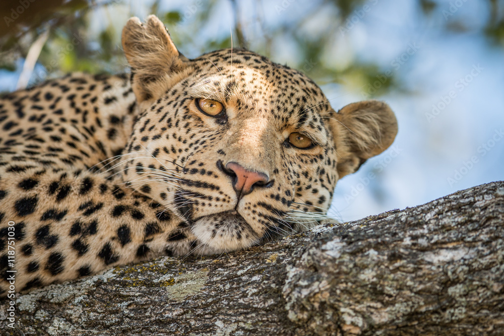 Naklejka premium A Leopard laying in a tree in the Kruger.