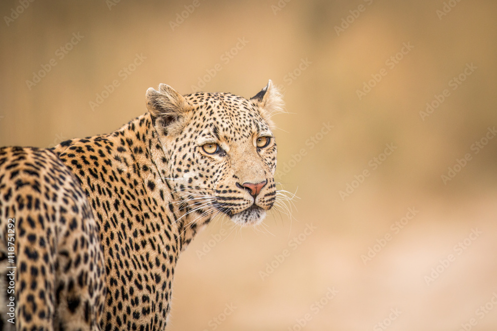 Obraz premium A Leopard looking back in the Kruger.