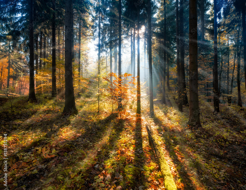 Fototapeta premium Bunter Herbstwald im Gegenlicht