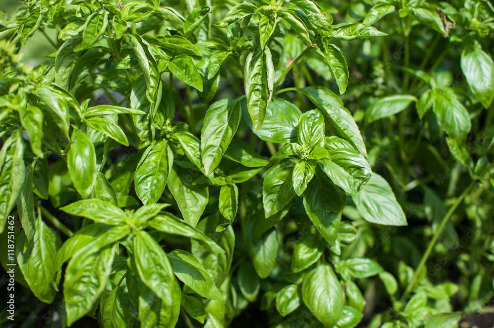 Fresh harvesting basil Fresh harvesting basil