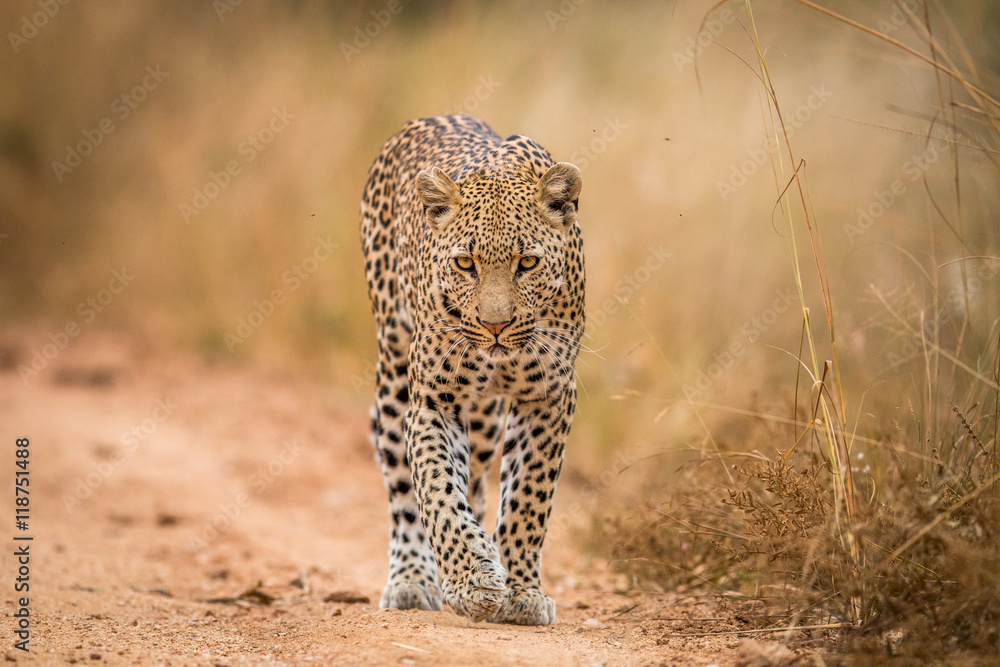 Naklejka premium Leopard idący w stronę kamery w Kruger.