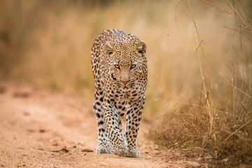 Keuken achterwand Luipaard Luipaard wandelt door Kruger park  © simoneemanphoto