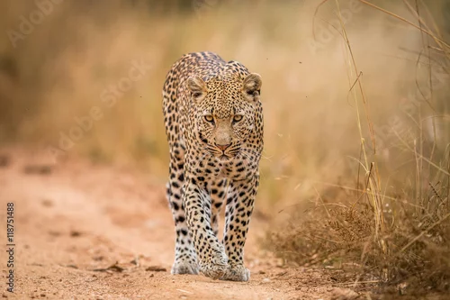 Fototapeta Lampart idzie w kierunku kamery w Krugerze.