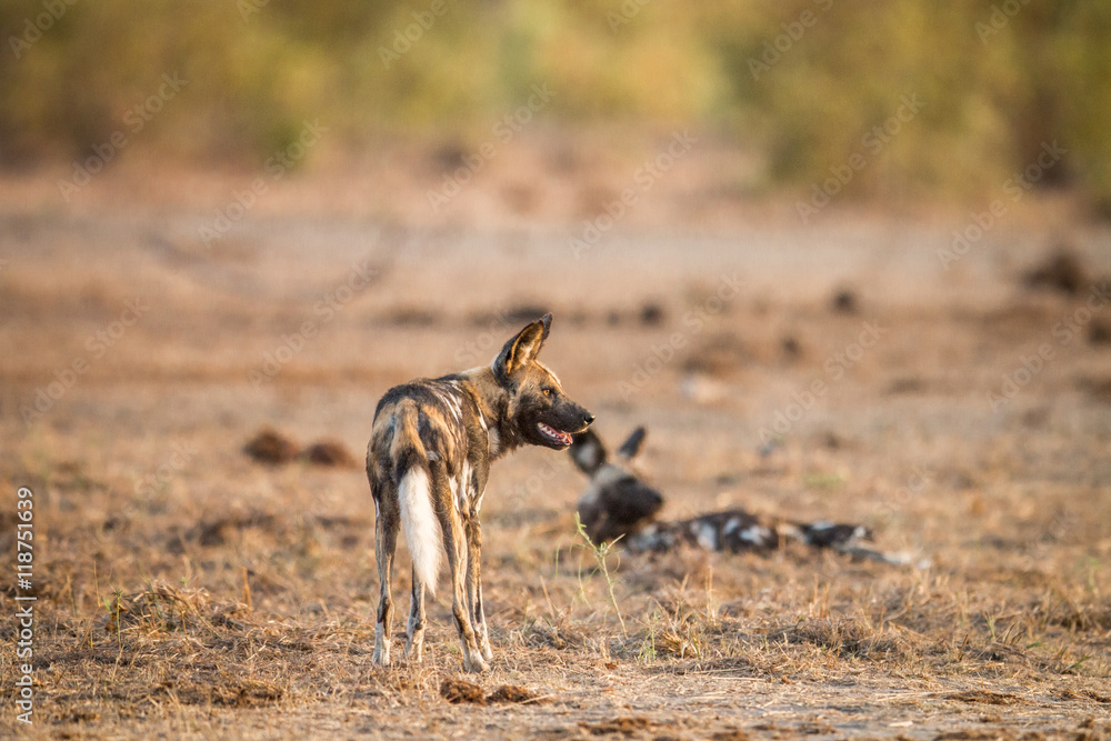 Two African wild dogs in the Kruger.